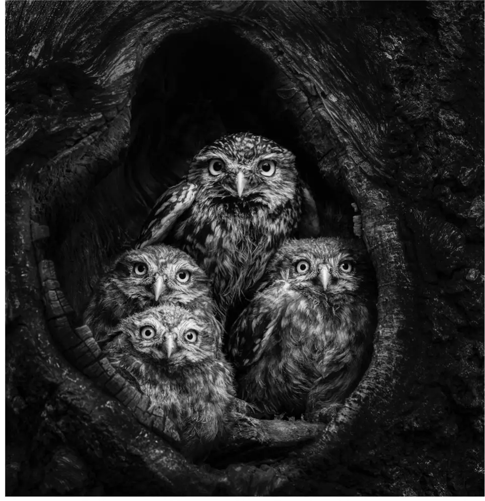 Image by Pete Whieldon