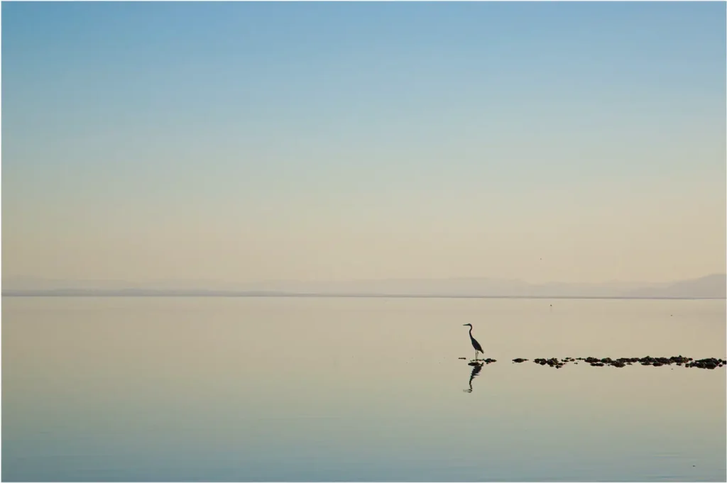 Image by Tony Worobeic