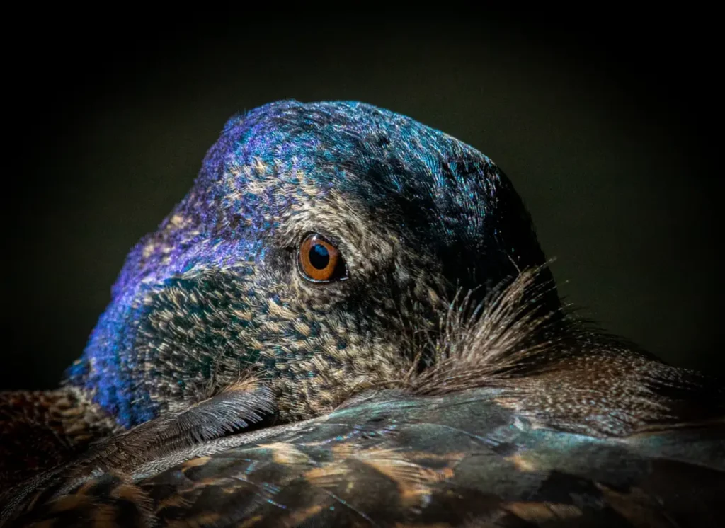 2024-25_PRN_R4_I_1st_Mark-Whitlock_The-Colours-Of-A-Mallard