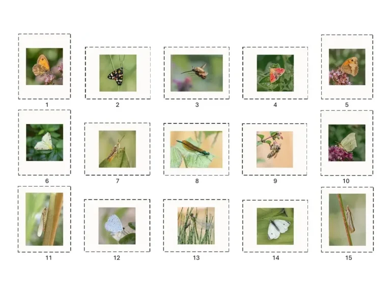 Facebook most ‘liked’ images