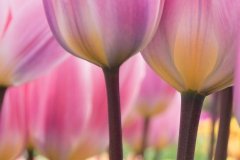 Louise-Brown_Under-the-Tulips