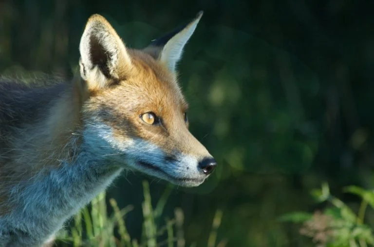 WPS PDI League Round 2 – 28 Jan 2020