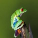 Red-Eyed Tree Frog