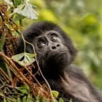 WPS Member Successes